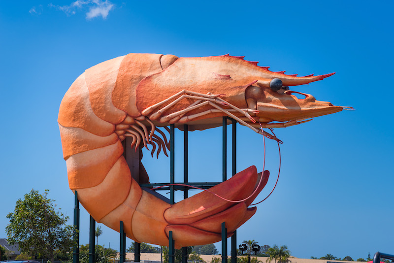 big prawn