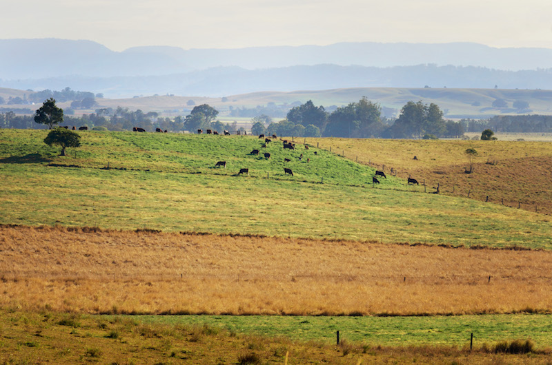 cattle farm casino