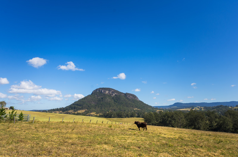 cattle farm mt lindsay