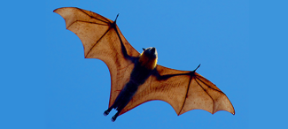 photo of a flying fox in flight